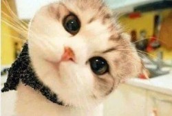娱乐吃瓜酱桂花猫,揭秘娱乐圈那些不为人知的幕后故事