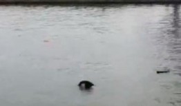 吕四最新爆料,揭秘神秘事件背后的真相