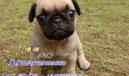 巴哥新爆料明哥视频,揭秘明哥视频背后的惊人真相