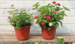 潮州粉丝爆料案件视频最新,真相背后，网络暴力与正义的较量