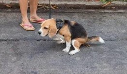 石家庄养狗最新爆料,最新爆料揭示养犬新动向