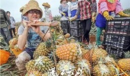 台湾凤梨爆料视频,惊人内幕曝光！