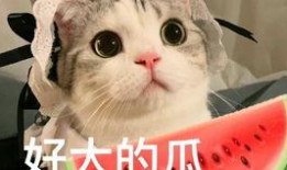 网红吃瓜姿势,揭秘网络红人的“瓜界”风采