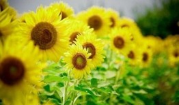 今日正能量爆料文案短句,今日爆料短句传递温暖力量