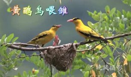 黄鹂视频在线观看,在线观看，尽享视听盛宴