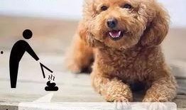 石家庄养狗最新爆料,最新爆料揭示养犬新动向