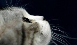 娱乐吃瓜酱桂花猫,揭秘娱乐圈那些不为人知的幕后故事
