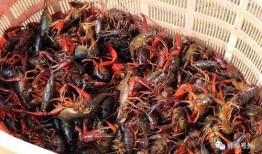 爆料蚌埠龙虾视频大全,视频大全带你领略美食魅力