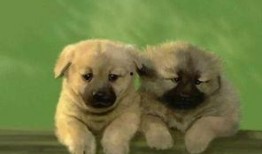 关于狗的爆料视频大全