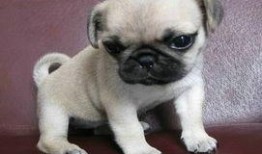 巴哥新爆料明哥视频,揭秘明哥视频背后的惊人真相