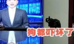 新闻爆料搞笑视频素材,笑料百出！新闻爆料搞笑视频盘点