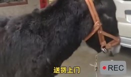大驴爆料大哥视频大全下载,揭秘热门内容背后的精彩瞬间
