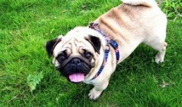 巴哥新爆料明哥视频,揭秘明哥视频背后的惊人真相