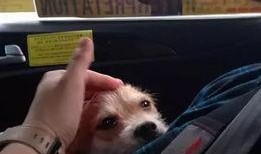 关于狗的爆料视频大全