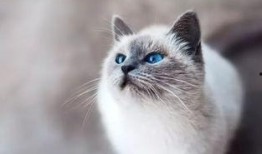 娱乐吃瓜酱桂花猫,揭秘娱乐圈那些不为人知的幕后故事