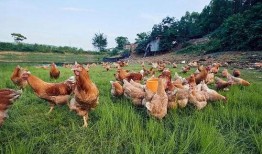 土鸡游戏爆料网站大全最新,最新资讯一手掌握