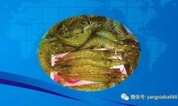 梭边鱼养殖爆料视频,揭秘养殖过程与经济效益